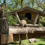 🐾 New in 2025 at Zoo de Jurques: Coatis and Bush Dogs Living Together for the First Time!