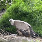 A remarkable birth at Zoo de Jurques: a symbol of hope for vulture conservation