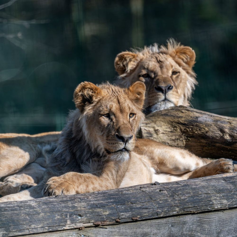 Vignette Parc Félin