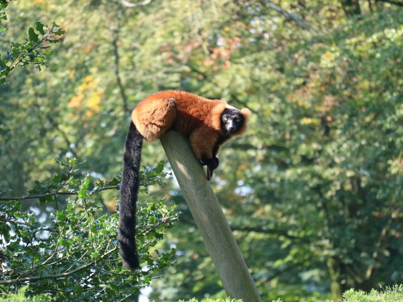 vignette Goûter des makis varis roux