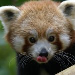 Séparateur de contenu