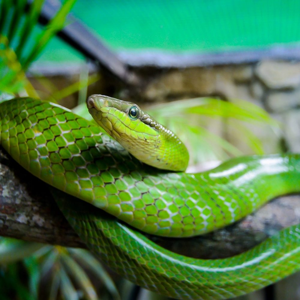 Vignette Zoo Parc Tropical