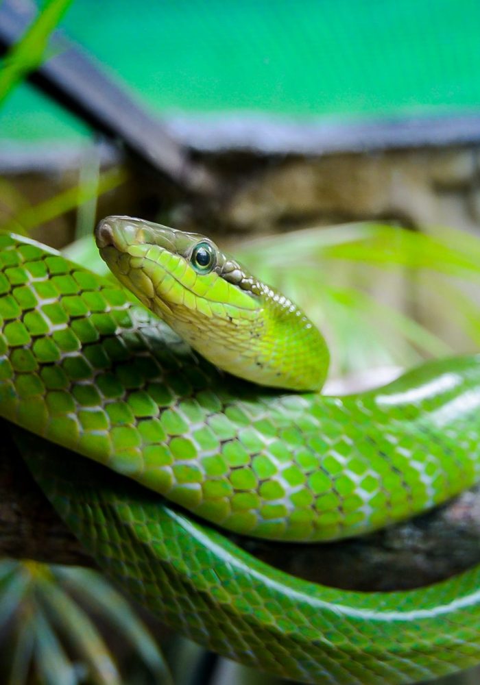 Vignette Zoo Parc Tropical