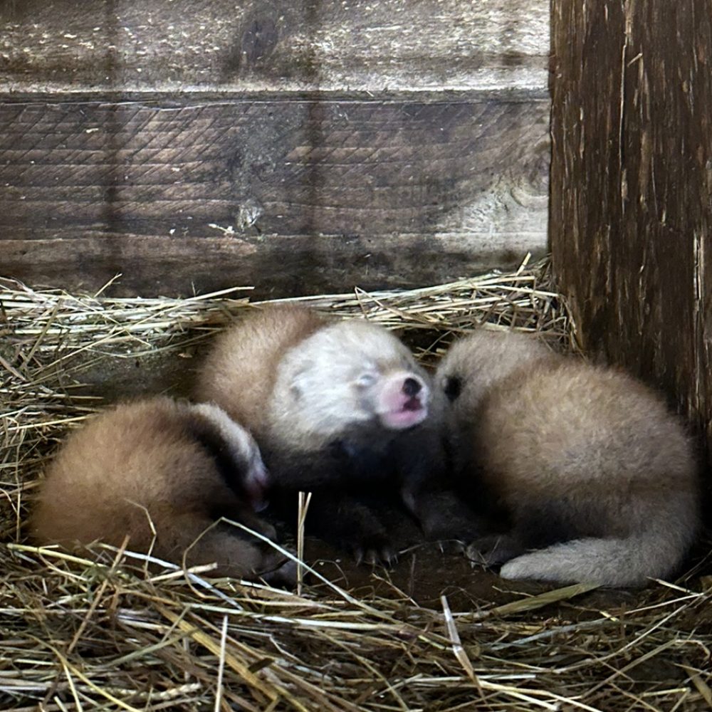 Vignette 🐾 Naissance exceptionnelle de trois pandas roux au Zoo de Jurques !