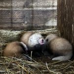 🐾 Naissance exceptionnelle de trois pandas roux au Zoo de Jurques !