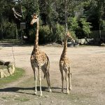 Girma, a New Kordofan Giraffe Joins the African Plain