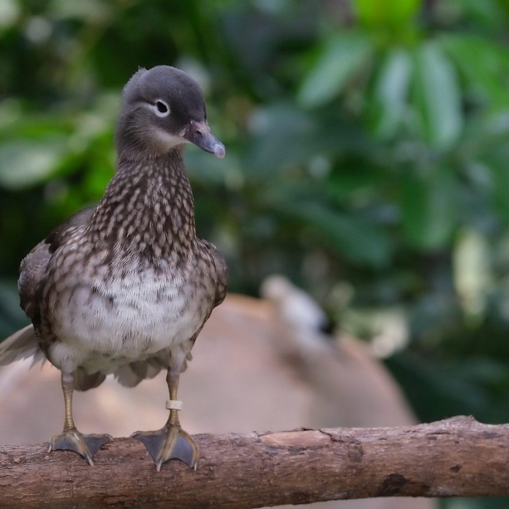 Vignette Sarcelle marbrée
