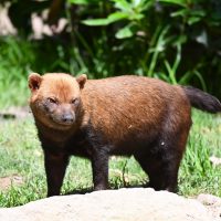 Vignette Chien des buissons