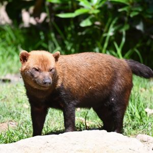vignette Chien des buissons
