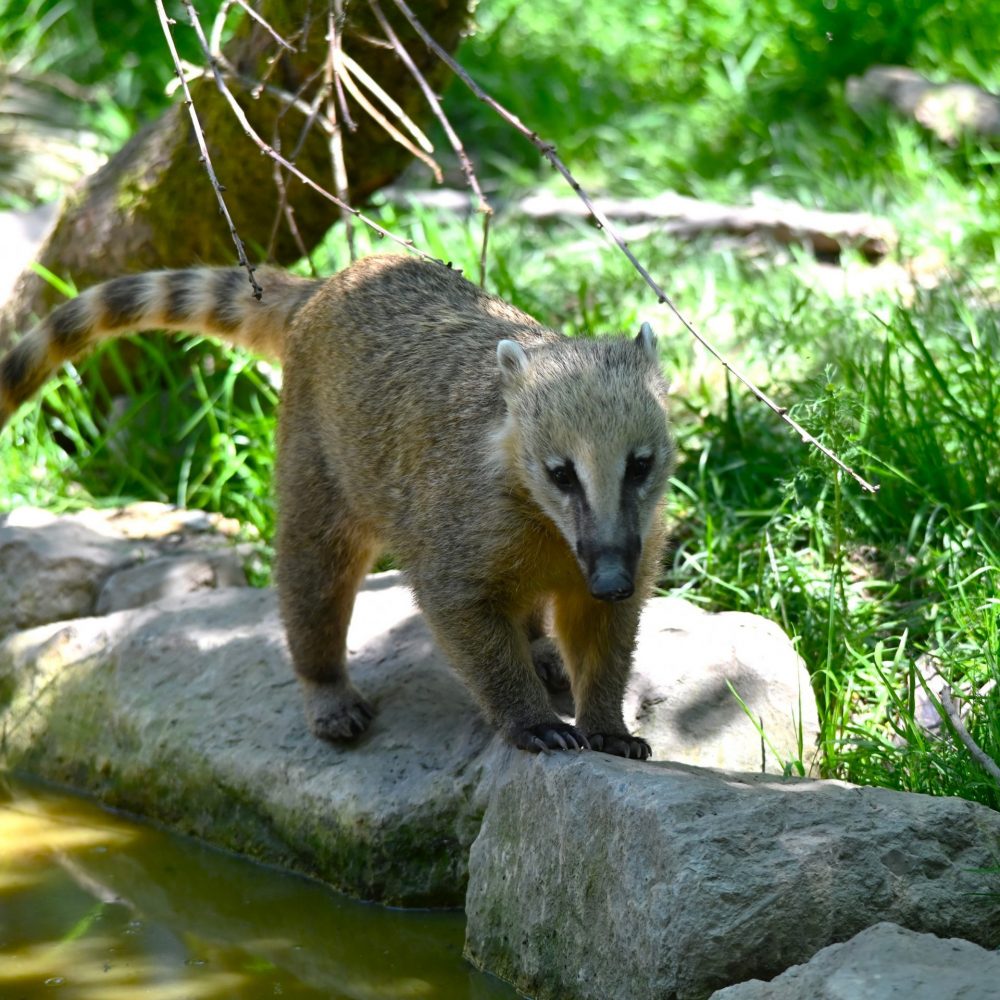 Vignette Coati roux
