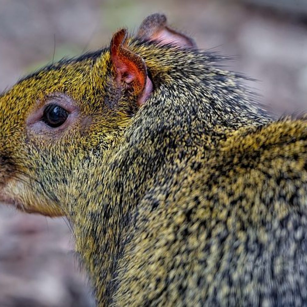 Vignette Agouti d’azara