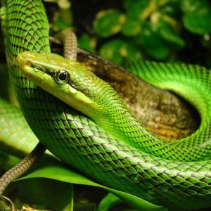 vignette Serpent ratier des mangroves