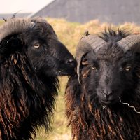 Vignette Mouton d’Ouessant