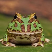 Vignette La grenouille de Cranwell